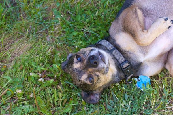 /Images/uploads/Humane Society of Utah/HSU2018/entries/4097thumb.jpg